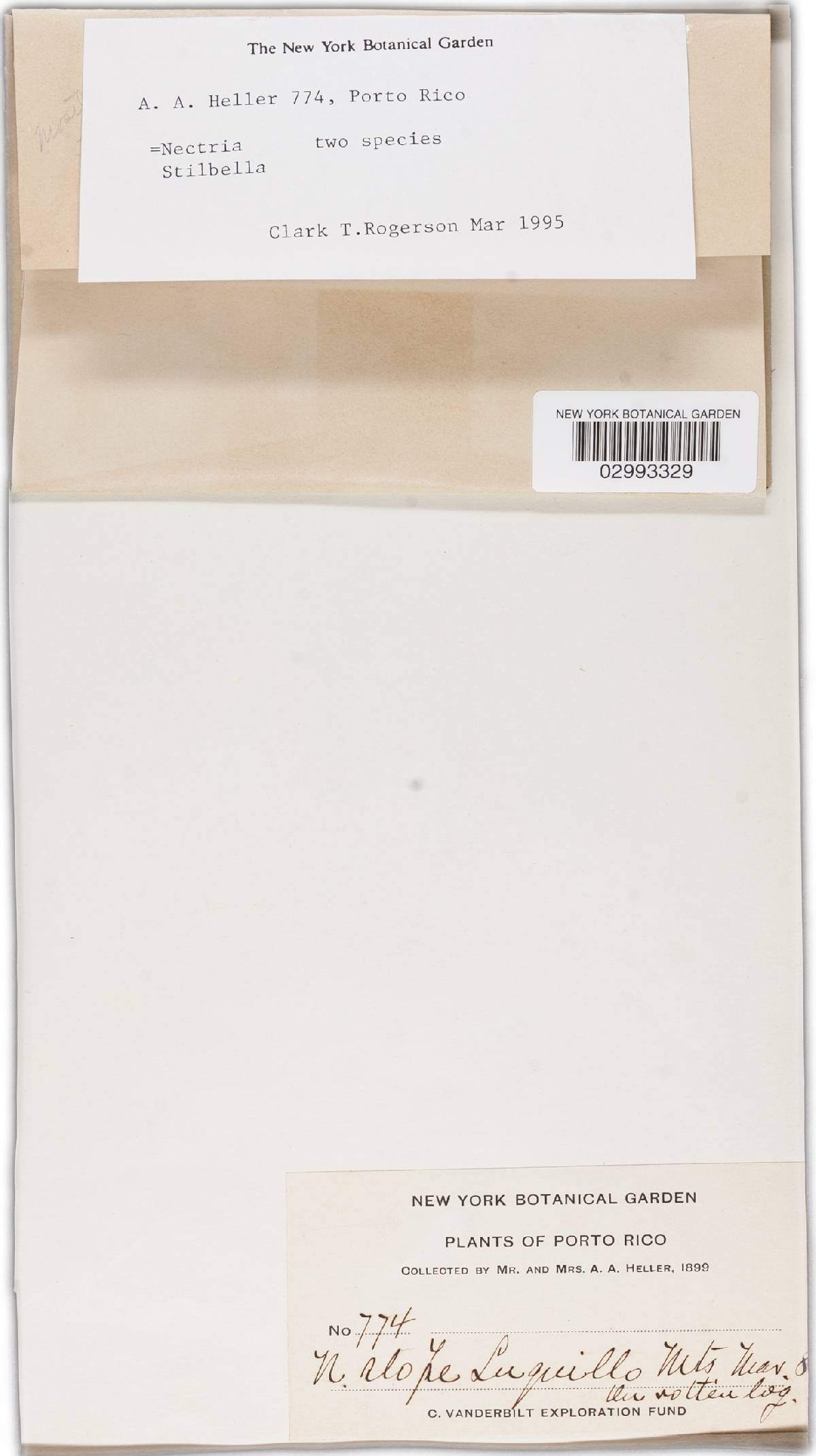 Nectria stilbellae image