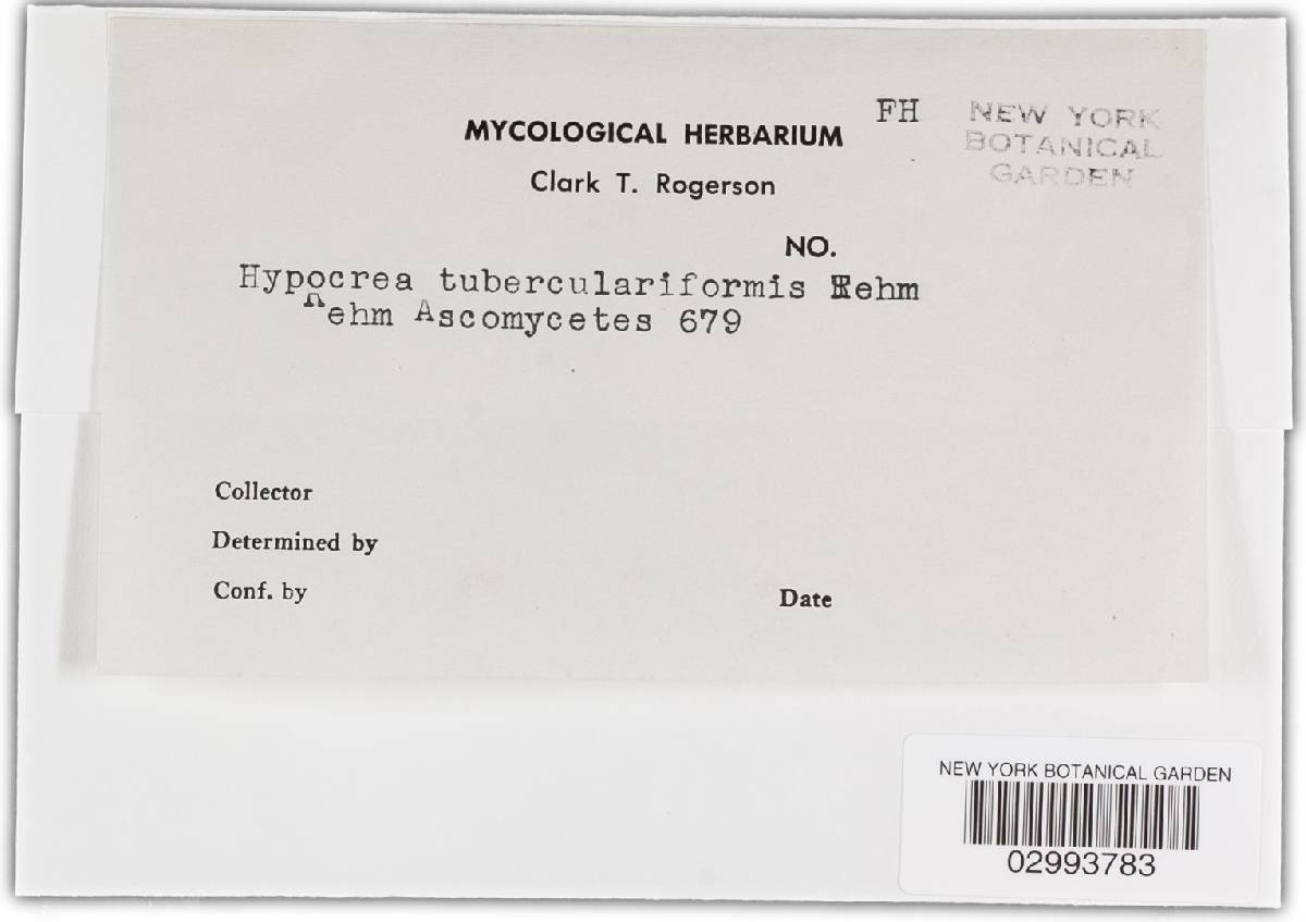 Nectria tuberculariformis image
