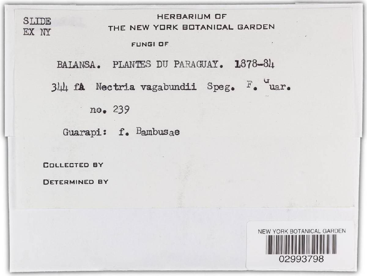 Nectria vagabunda image