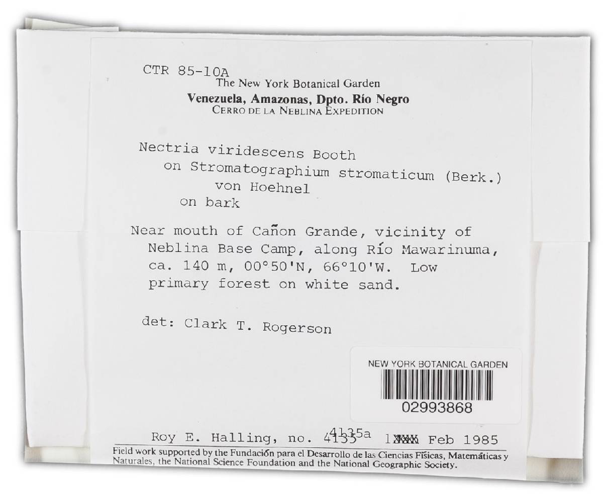 Cosmospora vilior image