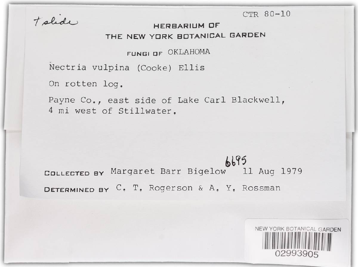 Nectria vulpina image