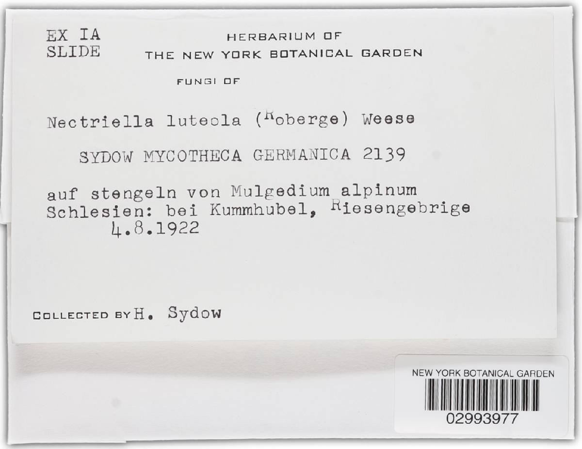 Nectriella luteola image