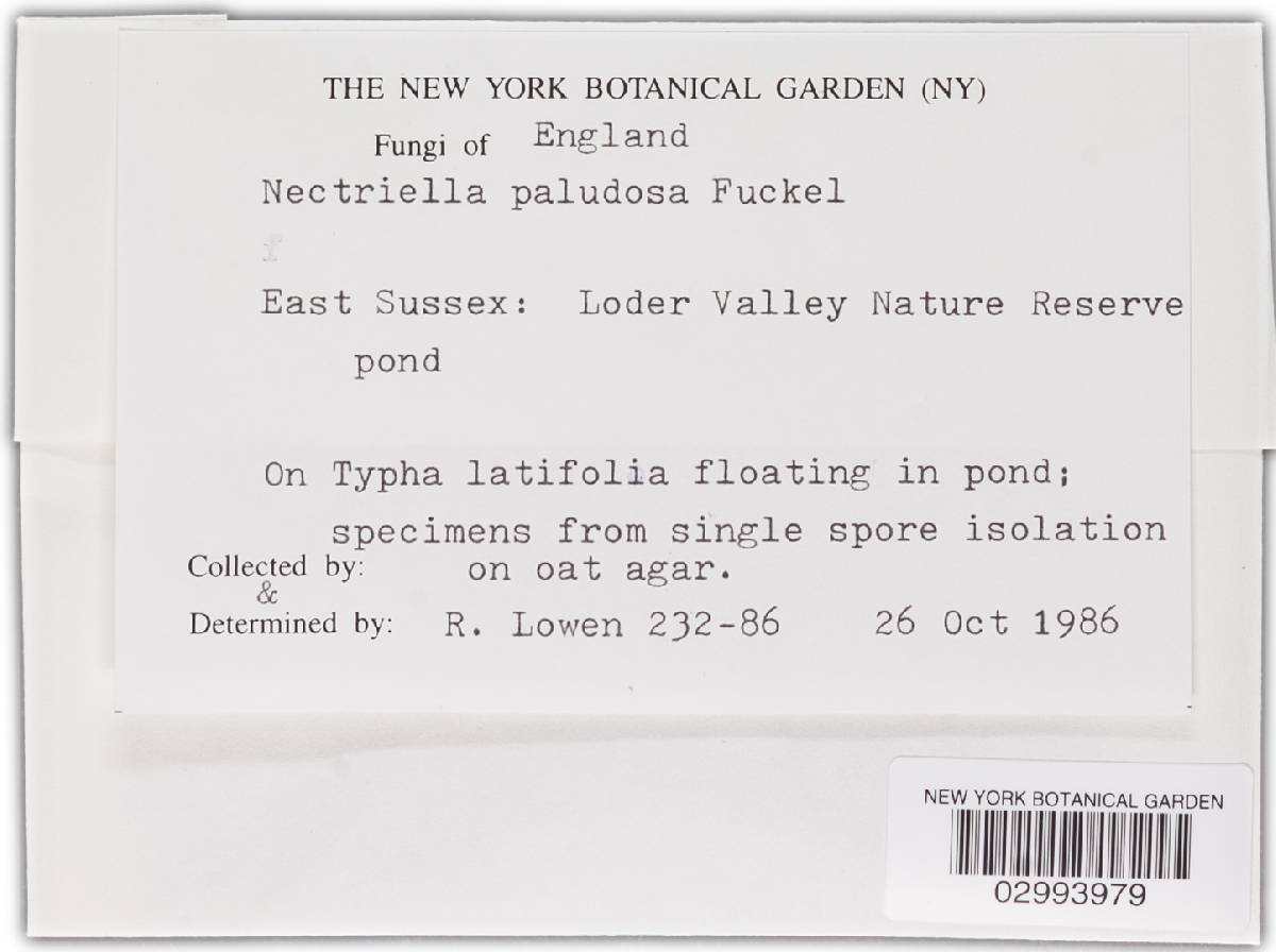 Nectriella paludosa image