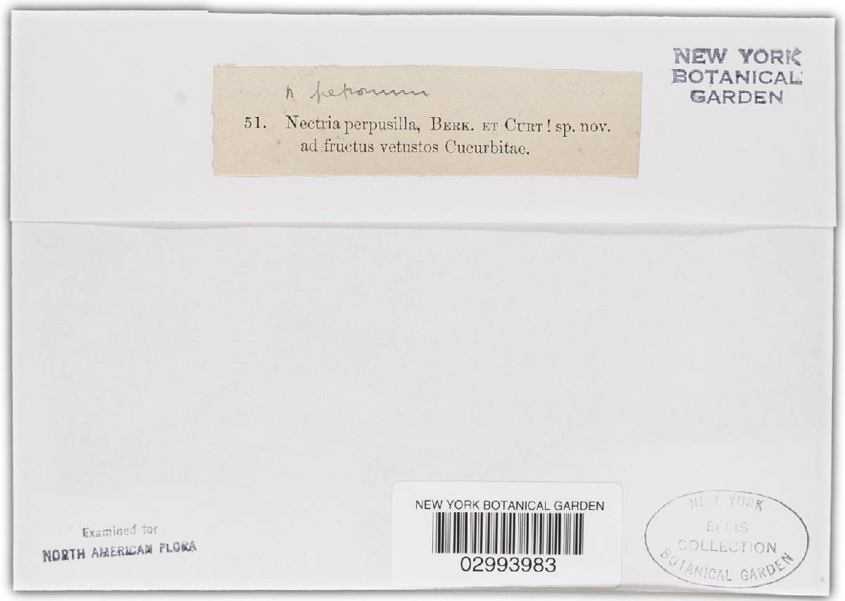 Nectriella peponum image