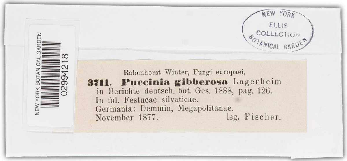 Puccinia coronata var. gibberosa image