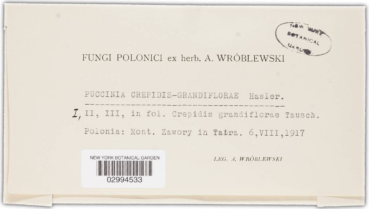Puccinia crepidis-grandiflorae image
