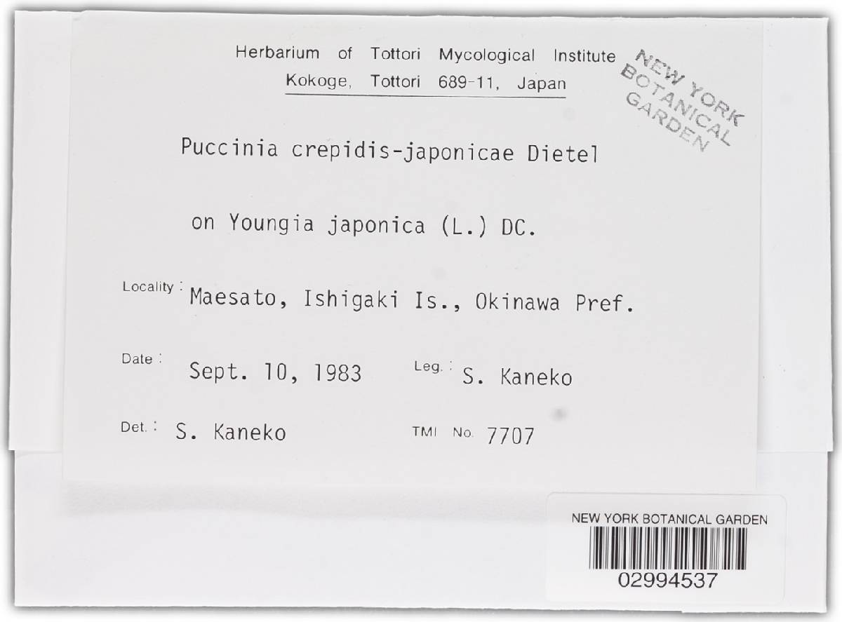 Puccinia crepidis-japonicae image
