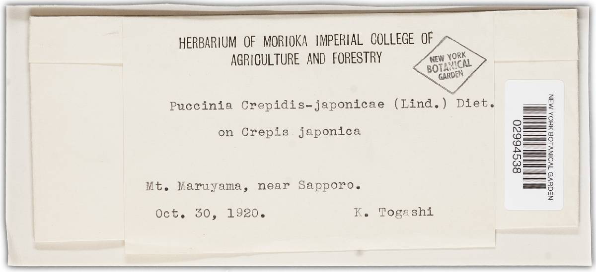 Puccinia crepidis-japonicae image