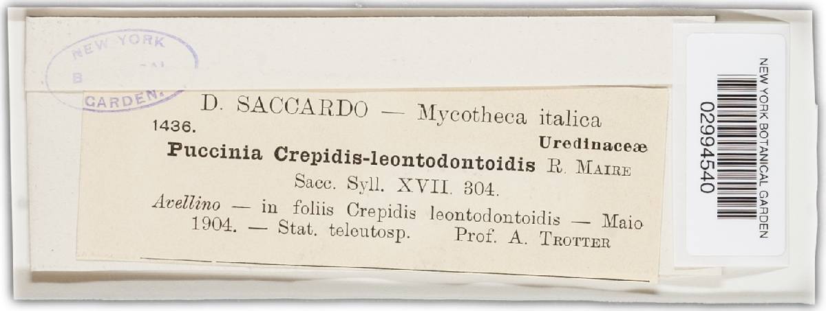 Puccinia crepidis-leontodontoidis image