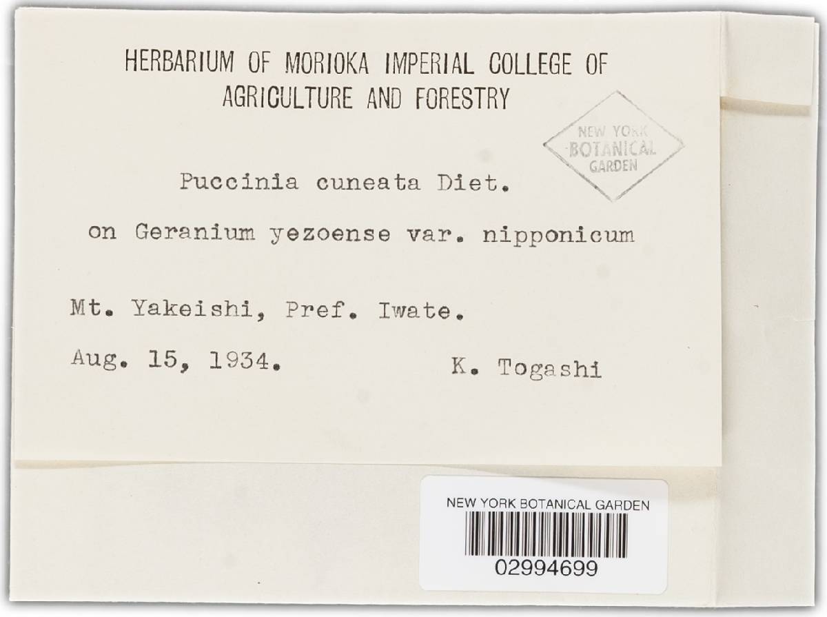 Puccinia cuneata image