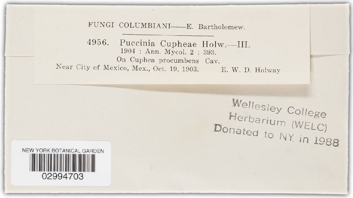 Puccinia cupheae image