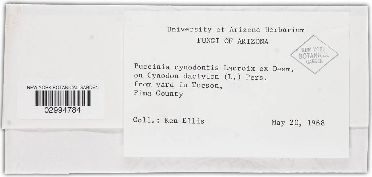 Puccinia cynodontis image