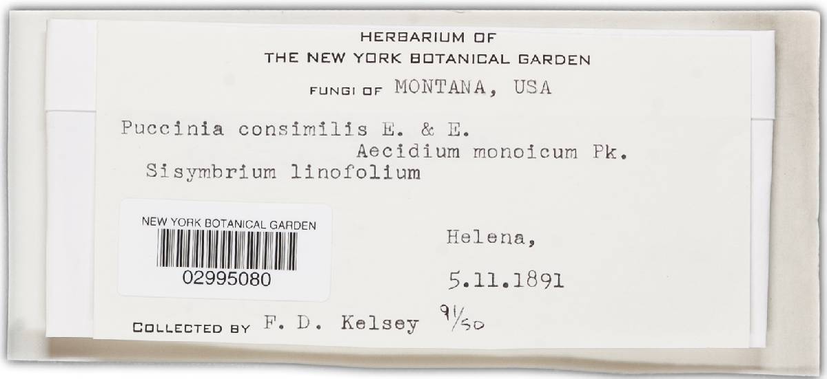 Puccinia consimilis image