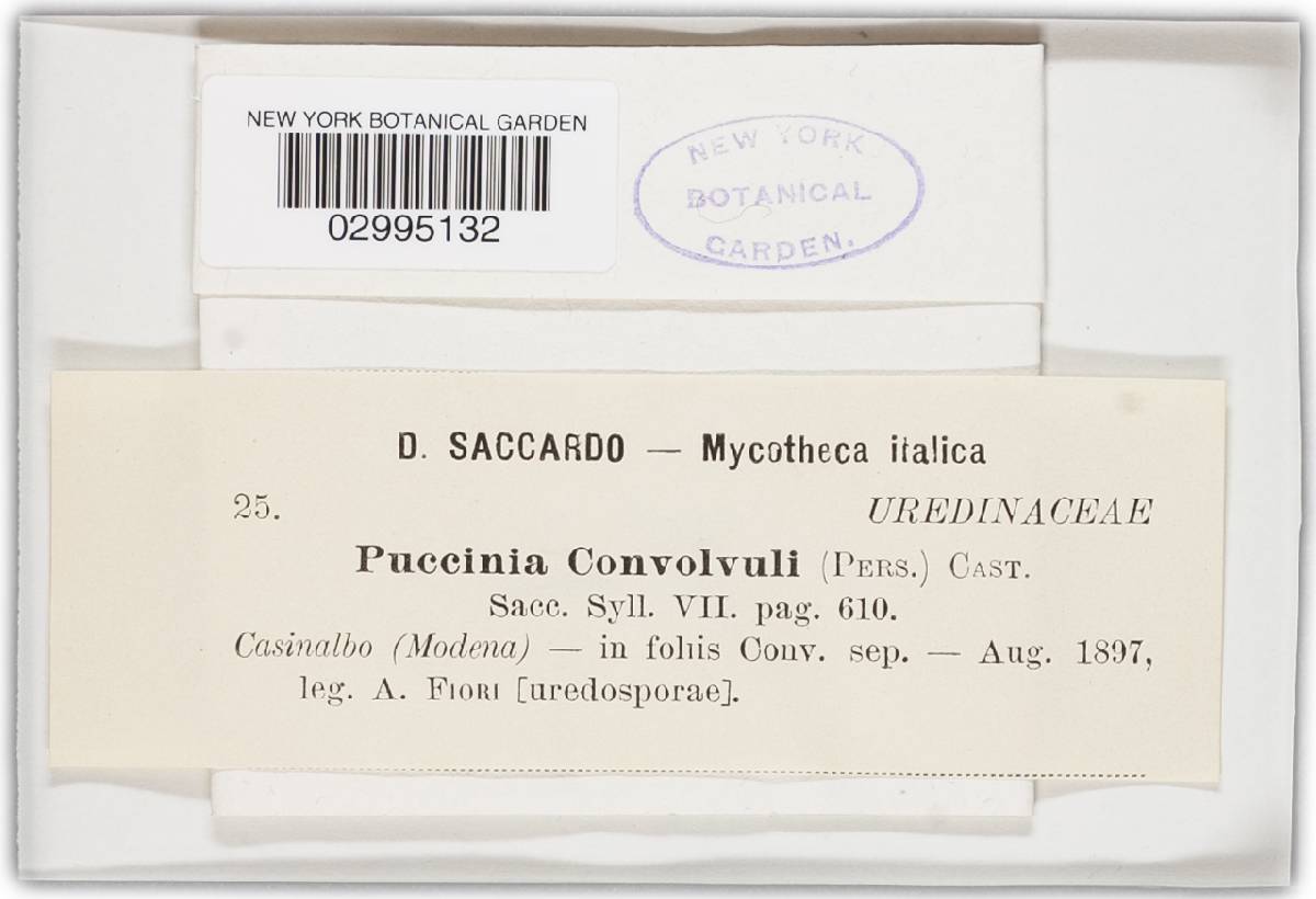 Puccinia convolvuli image