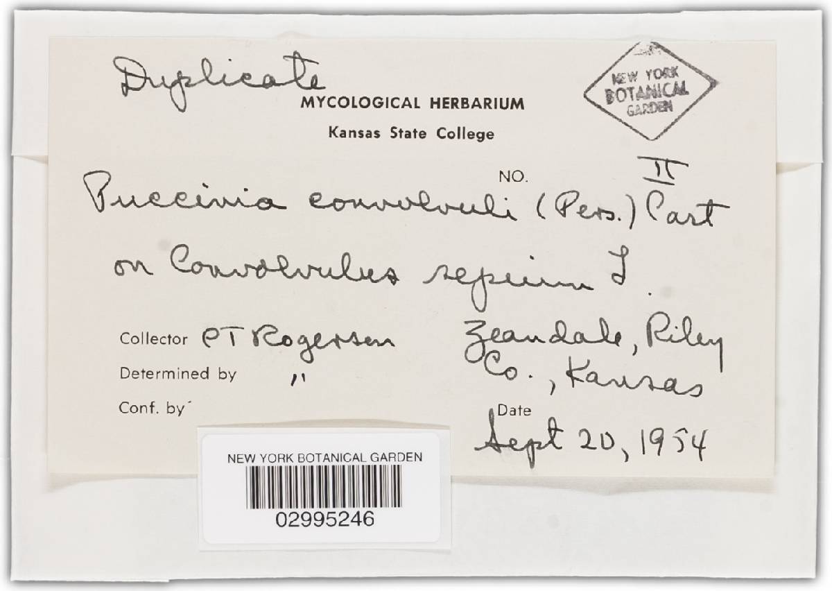Puccinia convolvuli image
