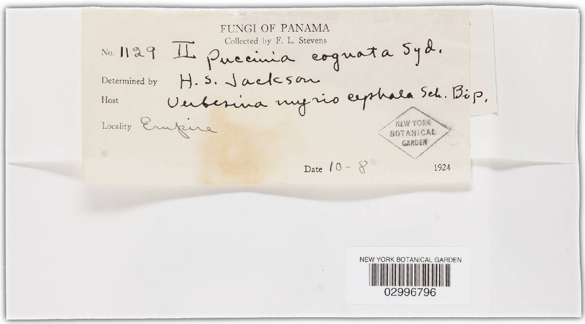 Puccinia cognata image