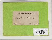 Bondarzewia berkeleyi image