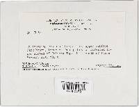 Amauroderma omphalodes image