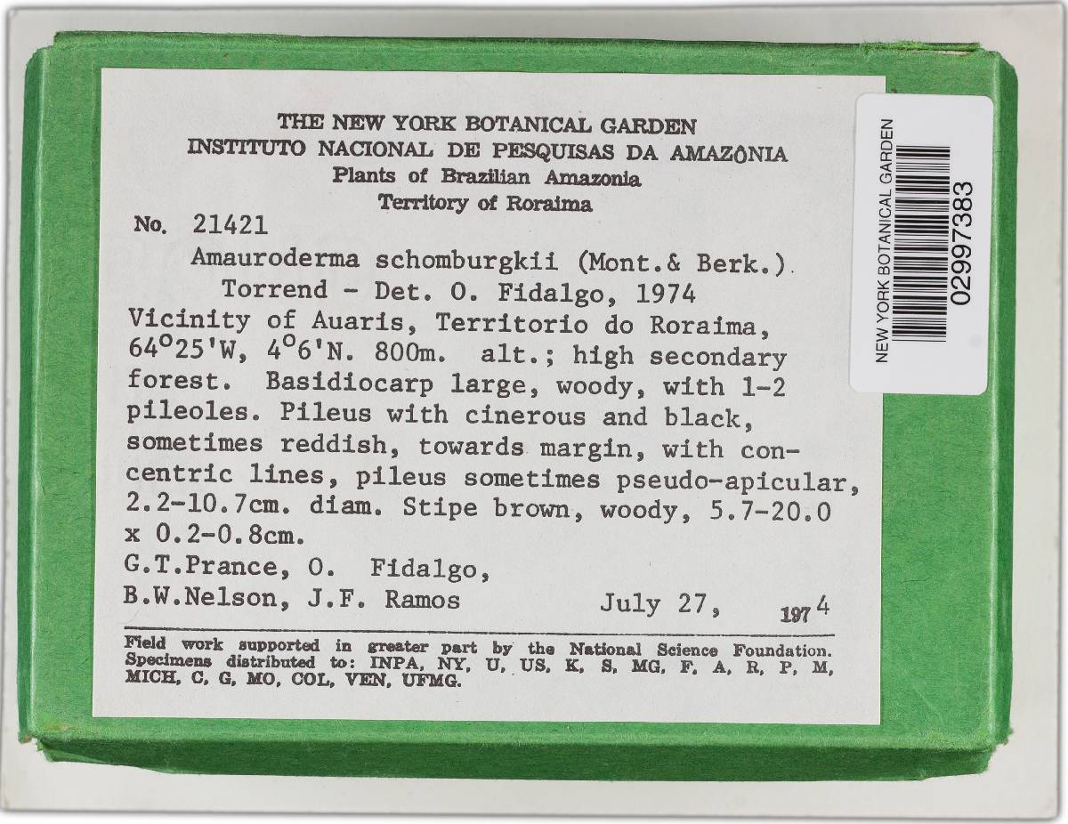 Amauroderma schomburgkii image
