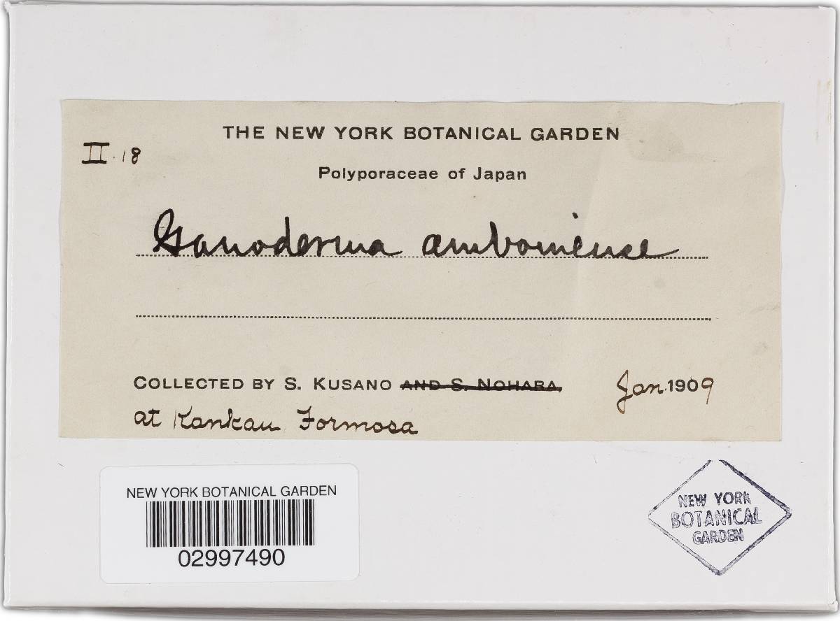 Ganoderma amboinense f. amboinense image