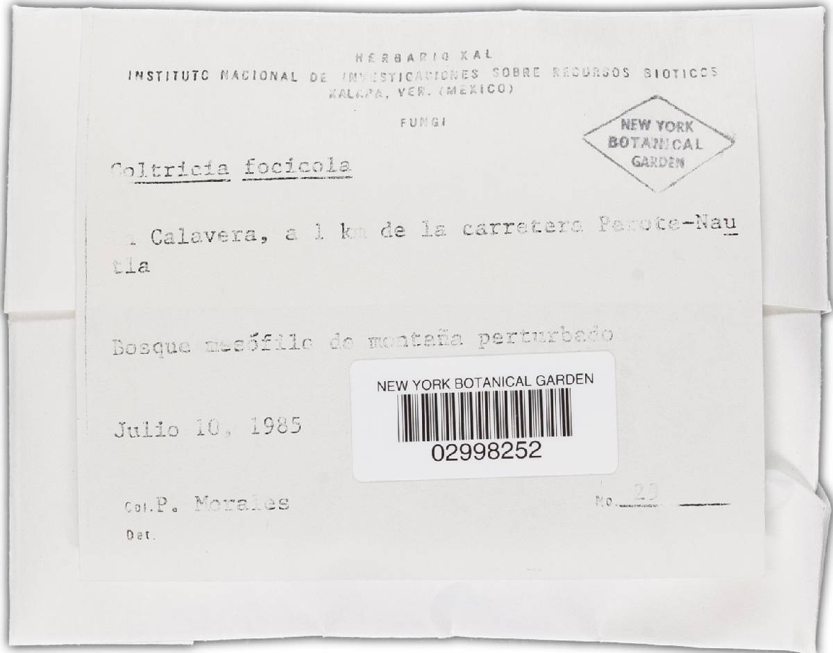 Coltricia focicola image