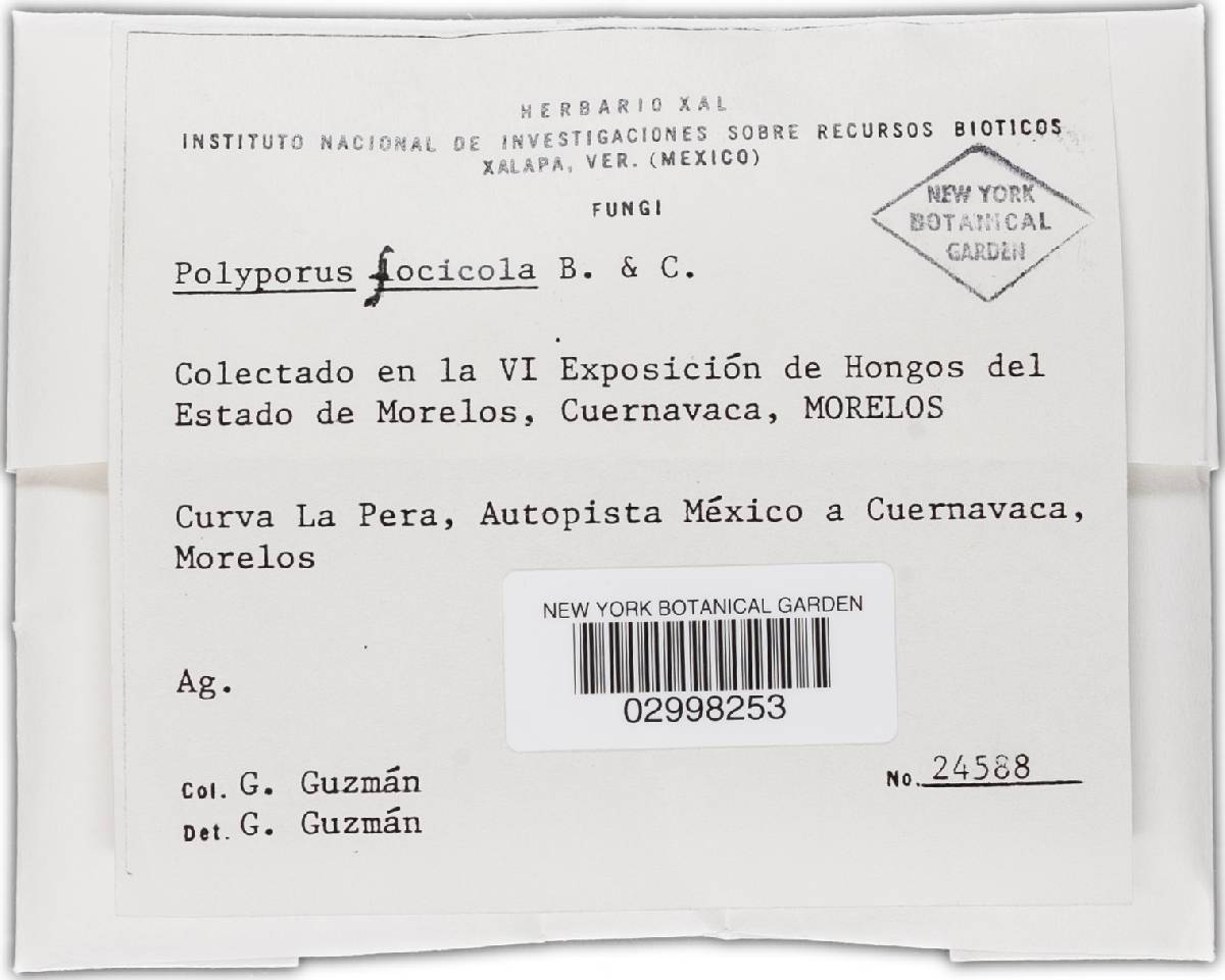 Coltricia focicola image