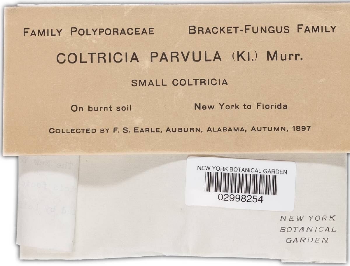 Coltricia focicola image