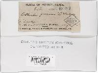 Coltricia perennis image