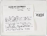 Cyclomyces iodinus image