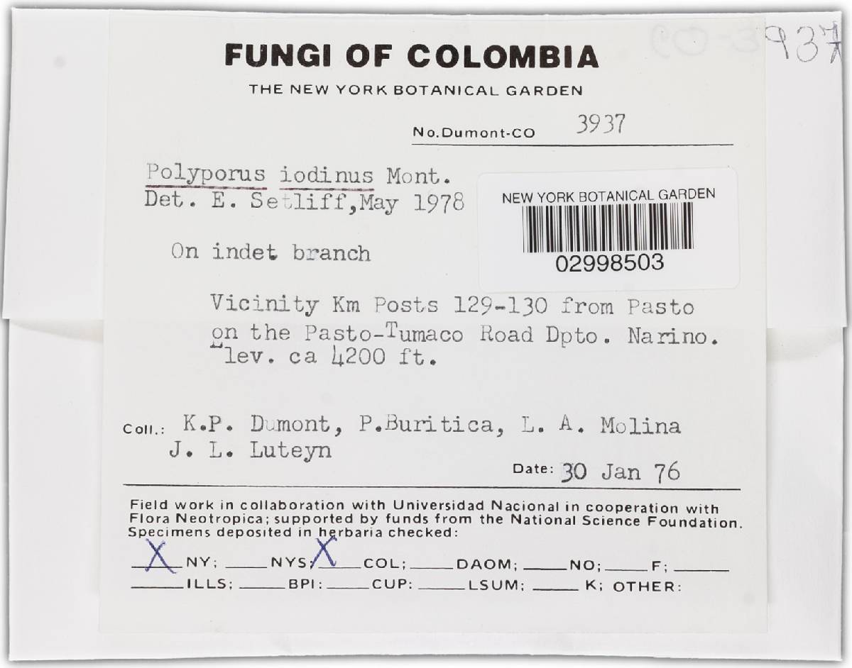 Cyclomyces iodinus image