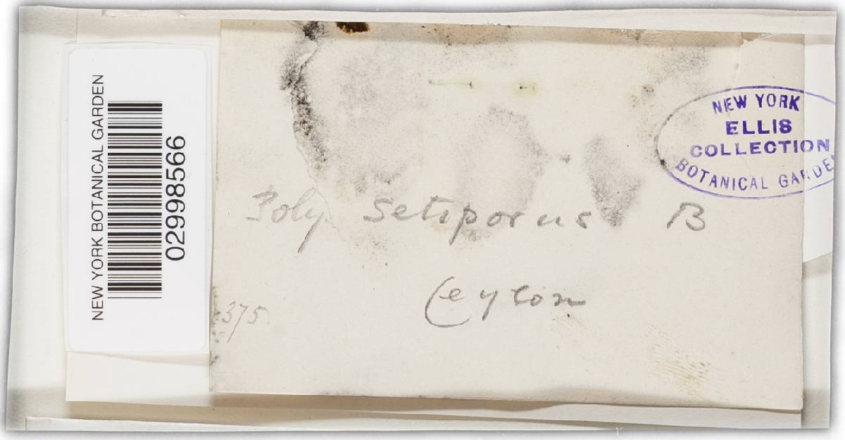 Cyclomyces setiporus image