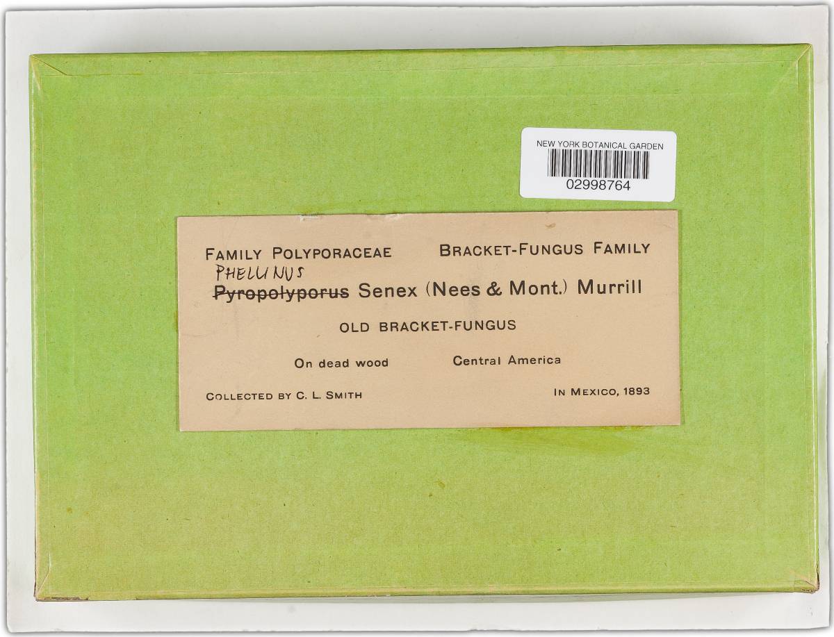 Fuscoporia senex image
