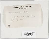 Phellinus gilvus image