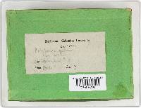 Phellinus gilvus image