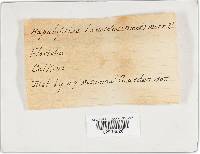 Phellinus gilvus image