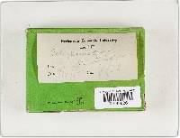 Phellinus gilvus image