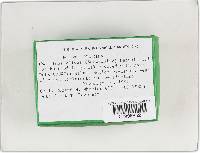 Phellinus gilvus image