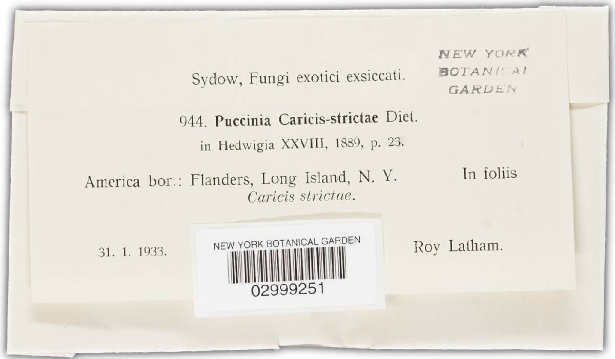 Puccinia caricis-strictae image