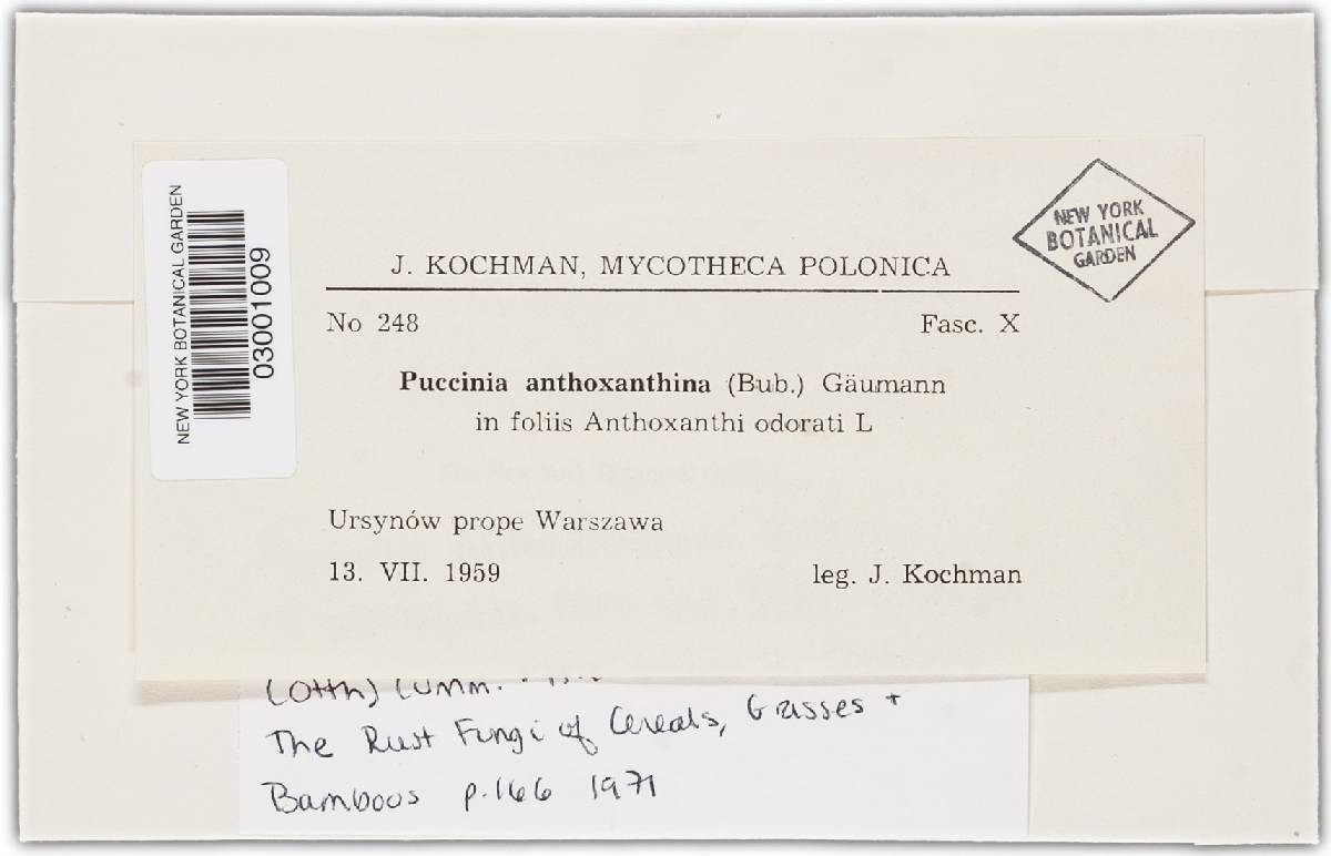 Puccinia brachypodii var. poae-nemoralis image