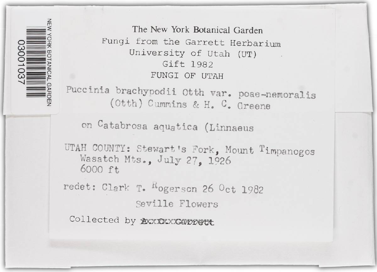Puccinia brachypodii var. poae-nemoralis image