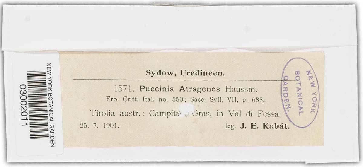 Puccinia atragenes image