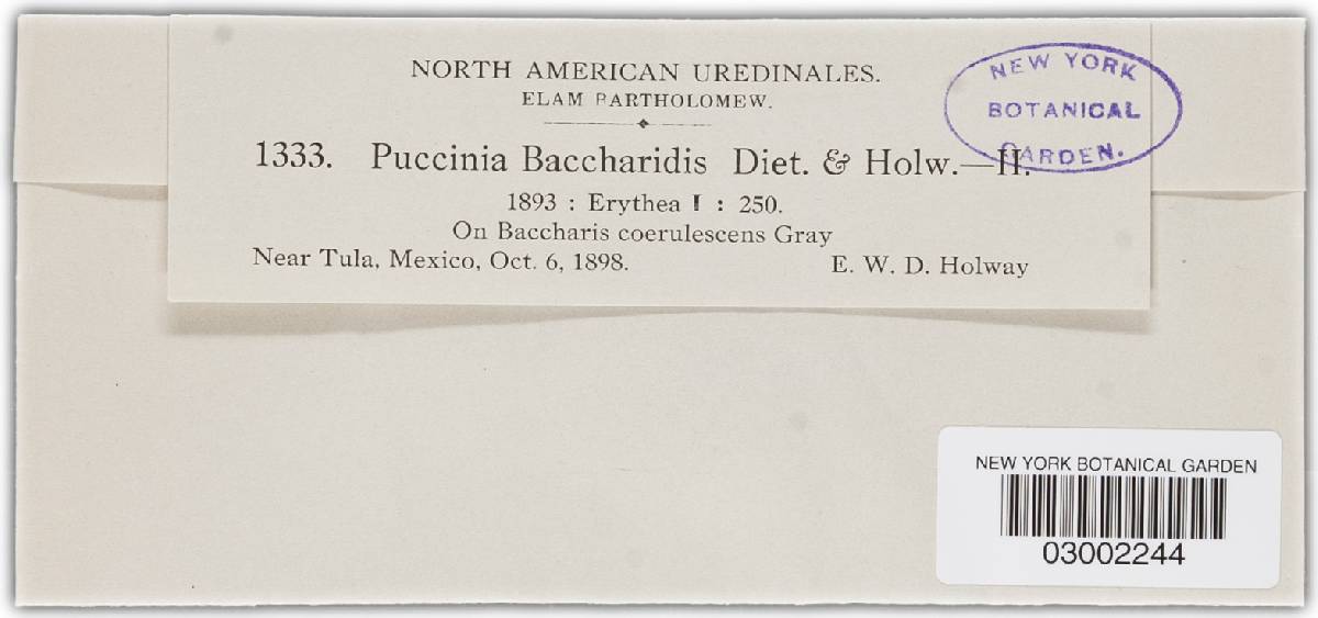 Puccinia baccharidis image