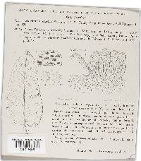 Puccinia bistortae image