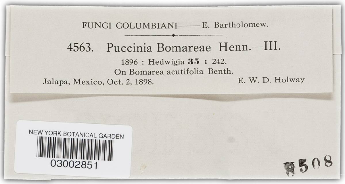 Puccinia bomareae image