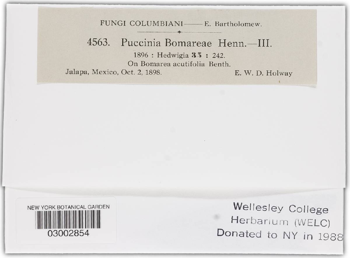 Puccinia bomareae image