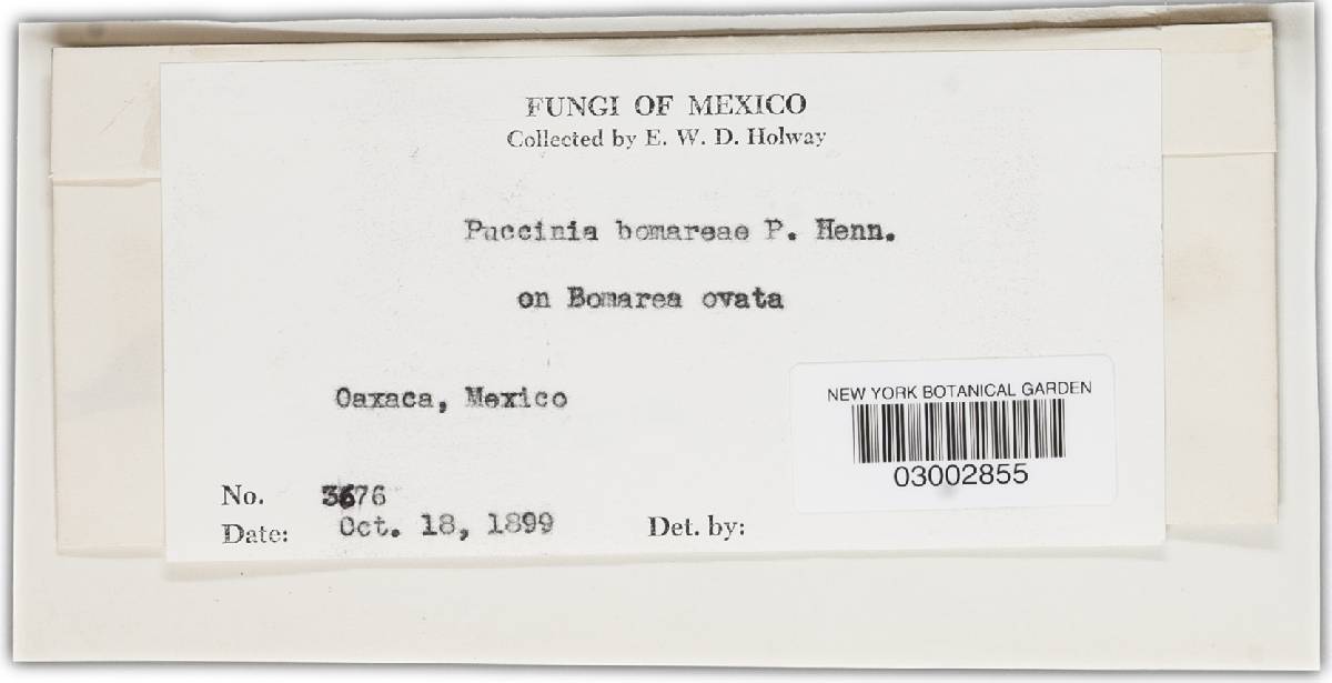 Puccinia bomareae image