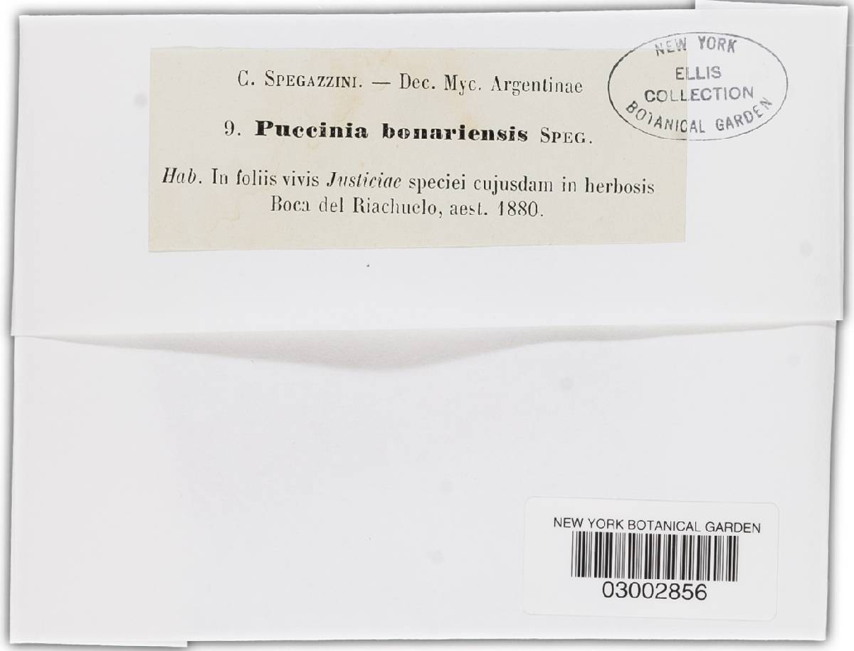 Puccinia bonariensis image