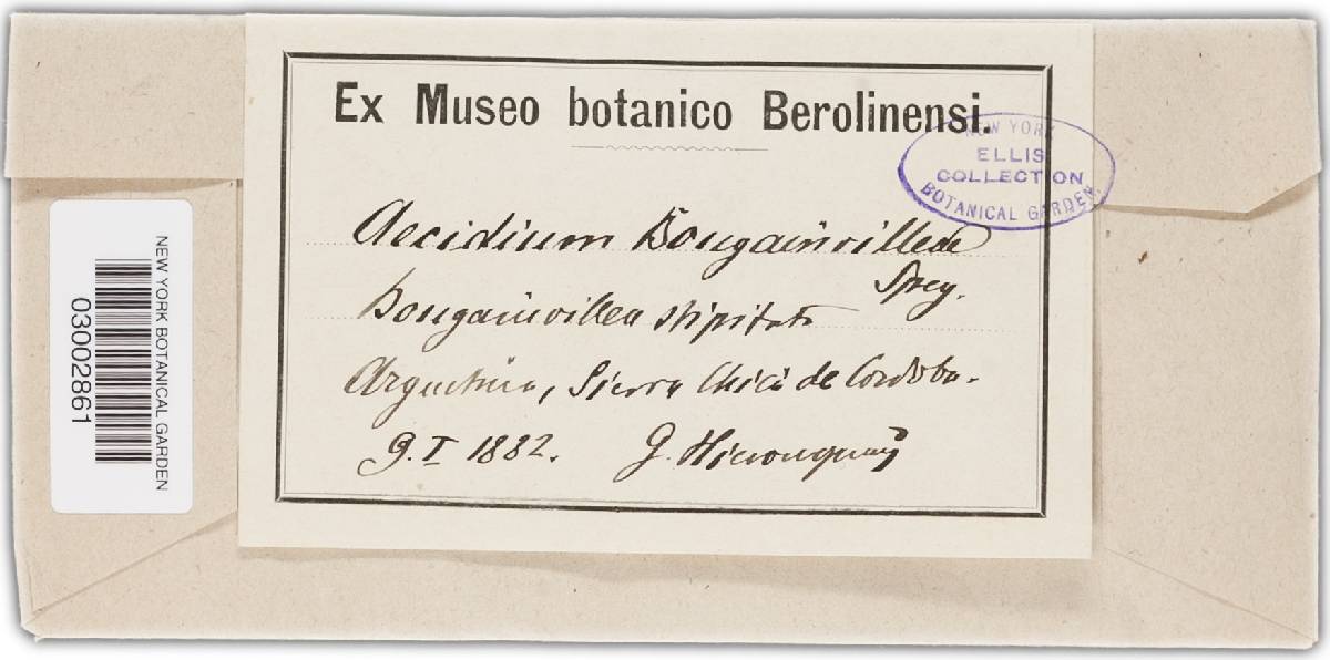 Puccinia bougainvilleae image