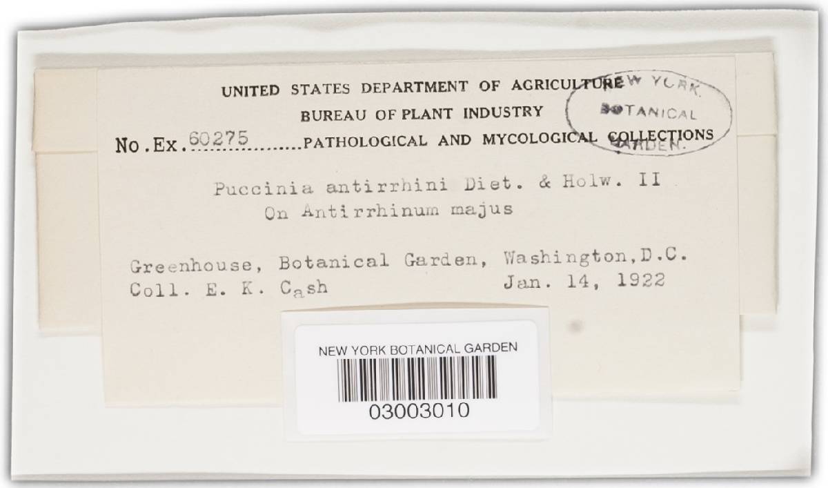 Puccinia antirrhini image