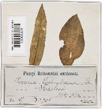 Puccinia arenariae image